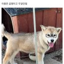 멍멍이 갤러리.. 역대급 털 무늬 등장.jpg 이미지