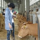 청계 한우 농장 이미지