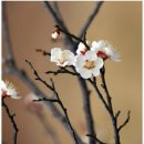 매화청소년문화센터 | 홍매화 백매화 복수초 볼수 있는 청소년 문화센터에서