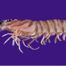 일종수산 이미지