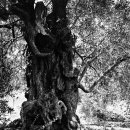 천과나무 이미지