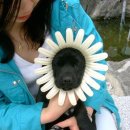 개바라기 이미지