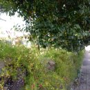 위미중앙로 이미지