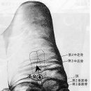 수화목 | [스크랩] 죽은 사람도 살려내는‘사활혈`-용천혈