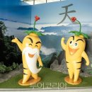 금산인삼 이미지