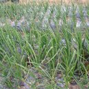 상무농장 이미지