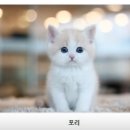 수원고양이분양 나비캣 이미지