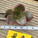 월출농장 이미지