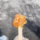 새순농장 | 캐나다 '메이플 시럽' 생산에 대한 고찰