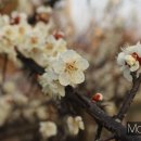 다압면 섬진강 매화마을 인근 이미지