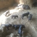 흑돼지 - 고양시 일산서구 대산로 425 | 흑돼지