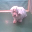 신영동물병원 이미지