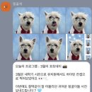 뽀dog | 픽드랍 가능한 강아지를 위한 제주 애견 유치원&amp;방문 교육