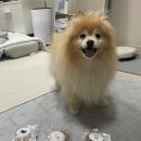 꼬르륵댕댕 이미지