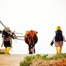 황소와농부 이미지