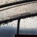 영보농장 이미지