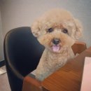 송도멍멍이발소 이미지