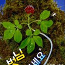 삼복 이미지
