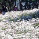 비밀의화원 이미지