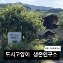 다락방고양이 | 하동 게스트하우스, 도시고양이 생존연구소 카페다락방(3인) 이용 후기 + 예약 방법