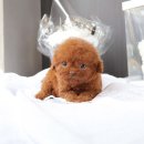 퍼피 비비드 강아지분양 하남미사본점 이미지