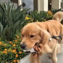 강아지 마음 이미지