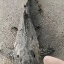 서커마우스 캣피시(Suckermouth Catfish) 이미지