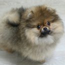 Pom생Pom사 이미지