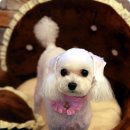 화이트 버블 이미지