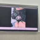 순수 동물병원 | 송도 24시동물병원 오케이동물메디컬센터 강아지 건강검진 후기