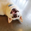 재미나개 이미지