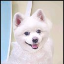 베베펫 천안 강아지분양 고양이분양 이미지