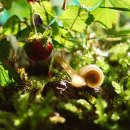 하늘달팽이 이미지