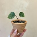 플라워예스플리즈