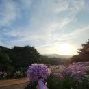 문광농원 | 문희농원 : 개미취 실시간 개화상태