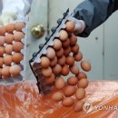 양영석농장 이미지