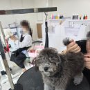 단아펫 | ✂️ 사랑스러움 한도 초과! 8살 '벨라', 5개월 '콩이', 4살 '코코'의 심쿵 변신 미용 후기 🐾✨