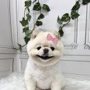 엔젤라독 이미지