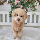 댕댕이 미장원 이미지