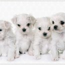 펫퍼스트 24시 강아지분양고양이분양 용인점 이미지