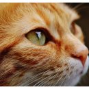 더바름동물병원 이미지