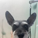 이다애견미용실 이미지