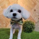 도그미용실 이미지