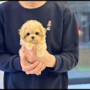 대명동 강아지 이미지