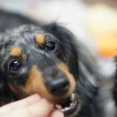 예삐네 착한 수제간식 이미지