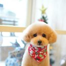 짱이야 애견미용 이미지