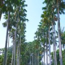 보고르 | 인도네시아 보고르 여행 가볼만한 곳 베스트 3