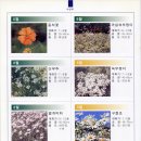 (주)미림조경 | [스크랩] 기본적인 지피식물(토종야생화)등 먼저 이곳을 찾아 보십시요.(양이 많아 조금 기다려야 하실듯?)