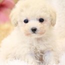 스타일독 이미지