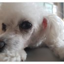 GS25안산경일점 이미지